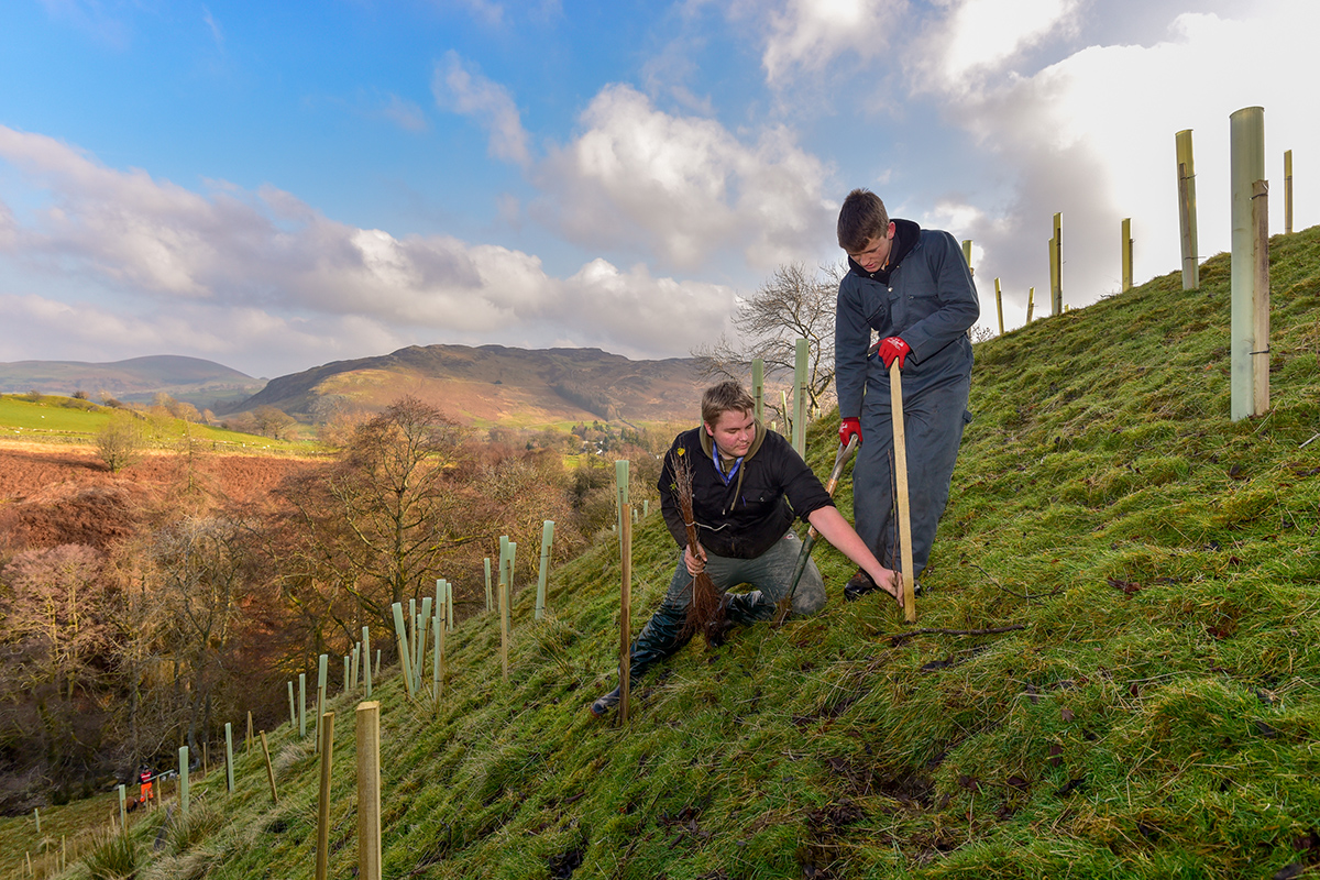 volunteers planting trees on the side of a fell
