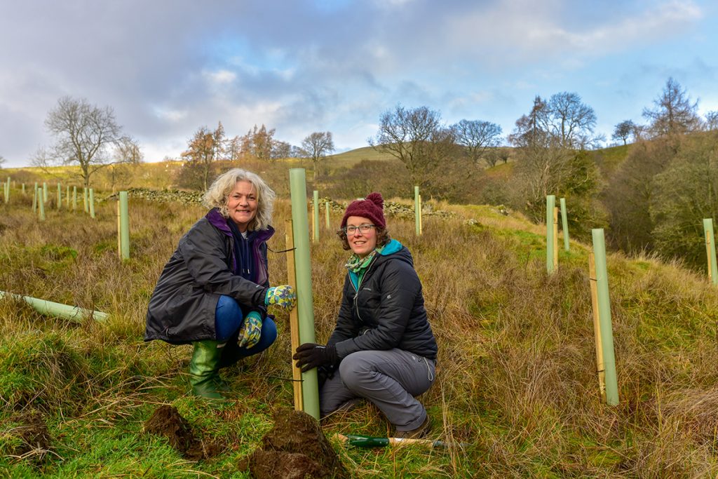 volunteers planting trees