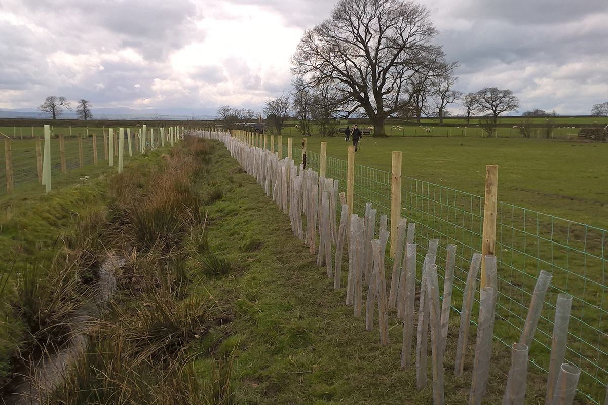 buffer strip next to a stream