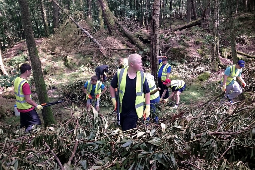 Young people coppicing