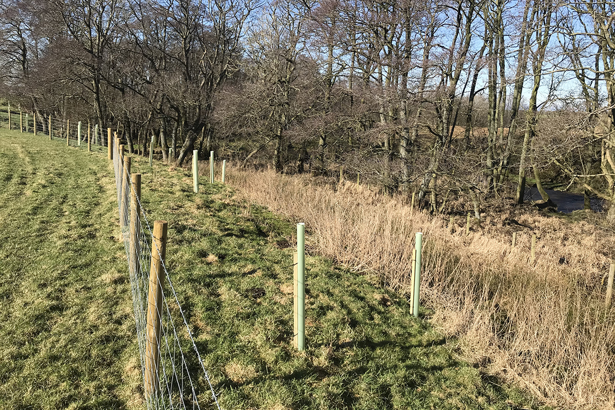 Riparian buffer strip