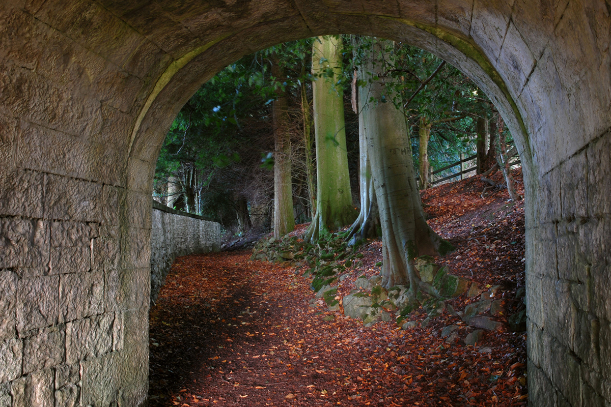 Trees viewed from under a bridge