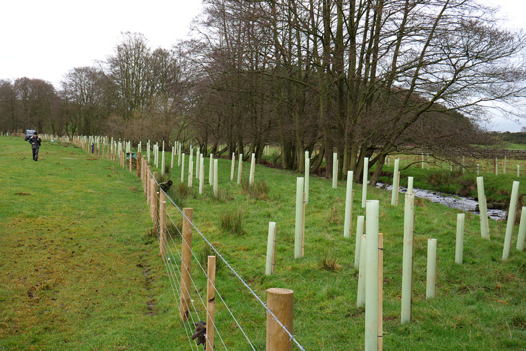 fencing and trees planted by the river