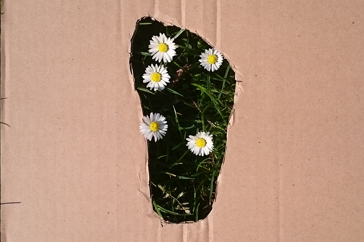 Daisies showing through a foot cut out from cardboard