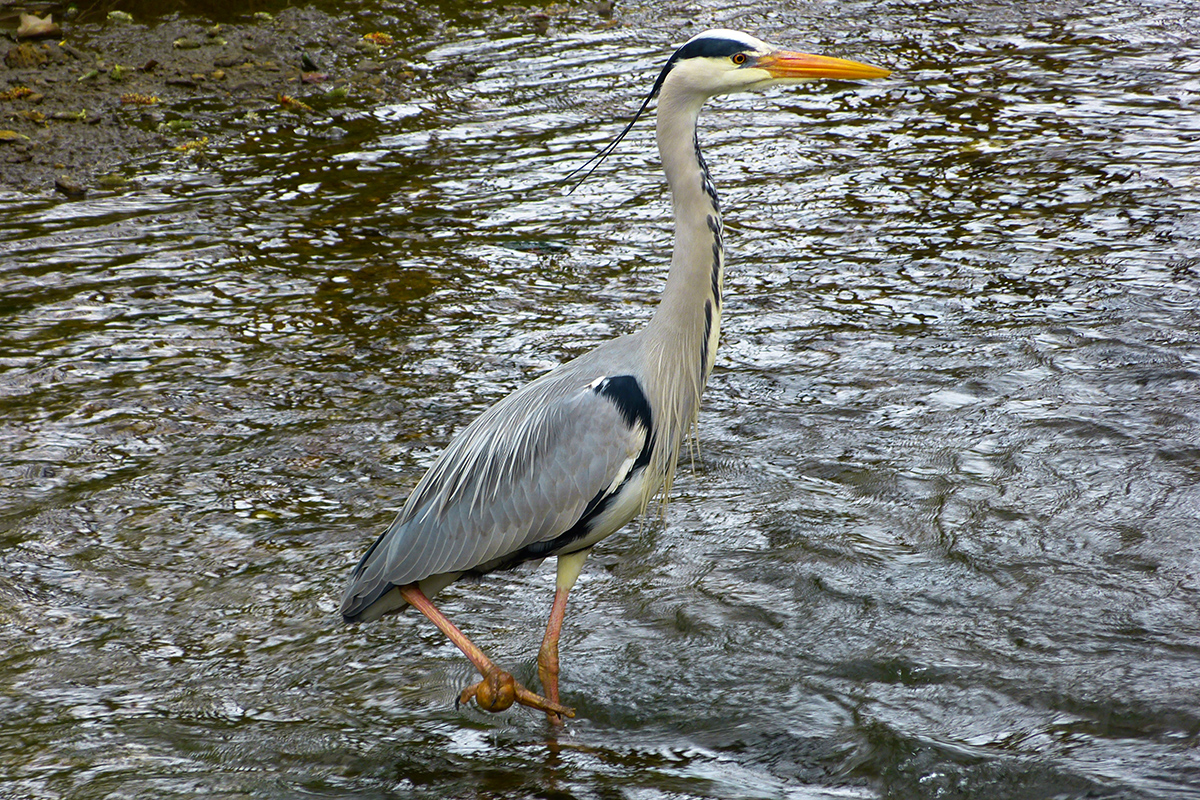 Picture of a Grey heron