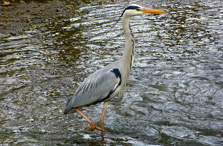 Picture of a Grey heron