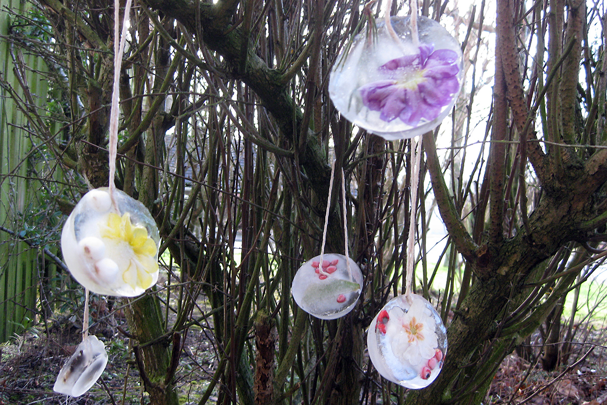 Flowers frozen in ice and hung from a tree branch