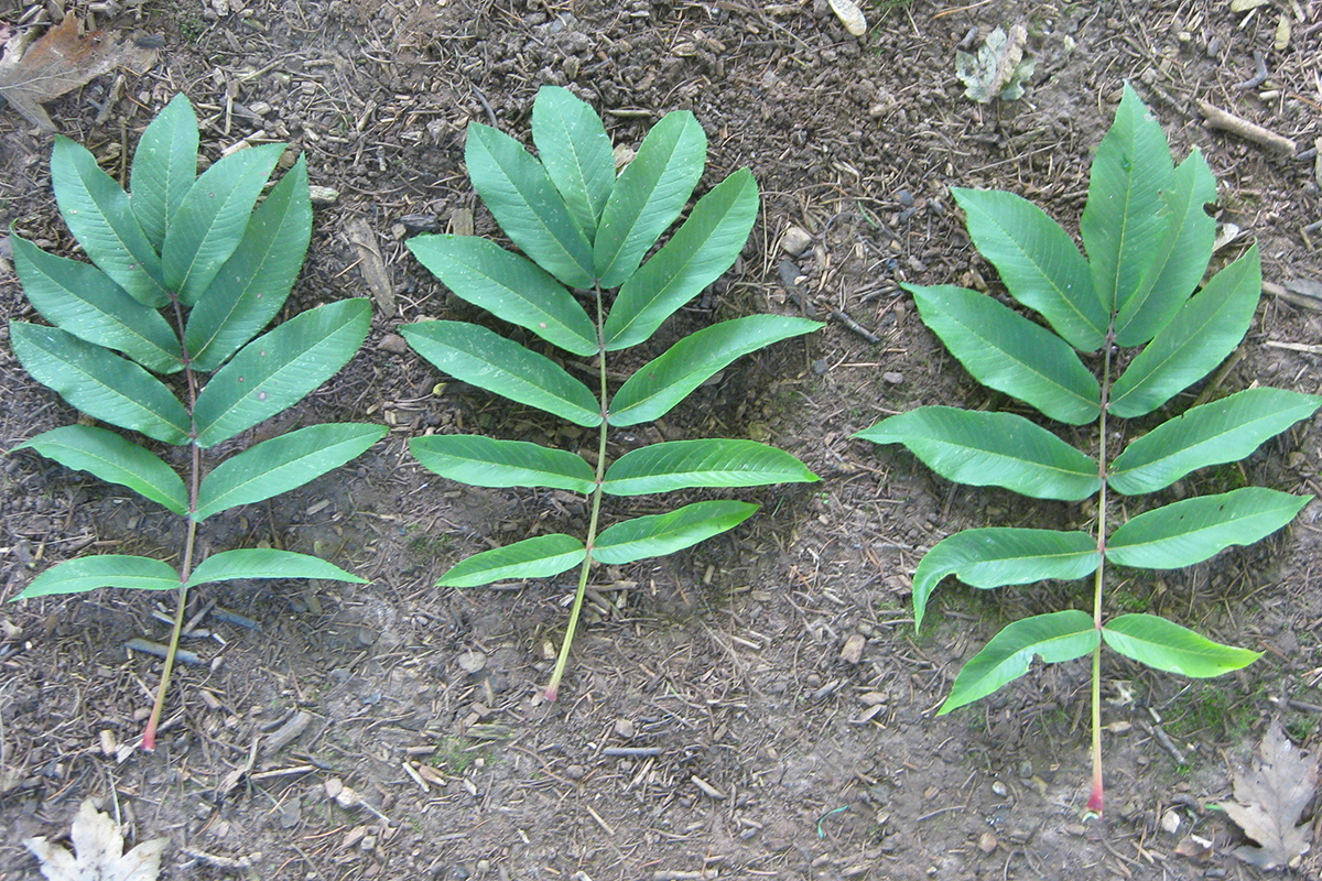 Leaves