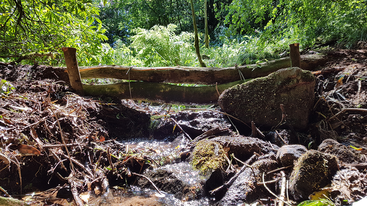 Leaky Woody Debris Dam