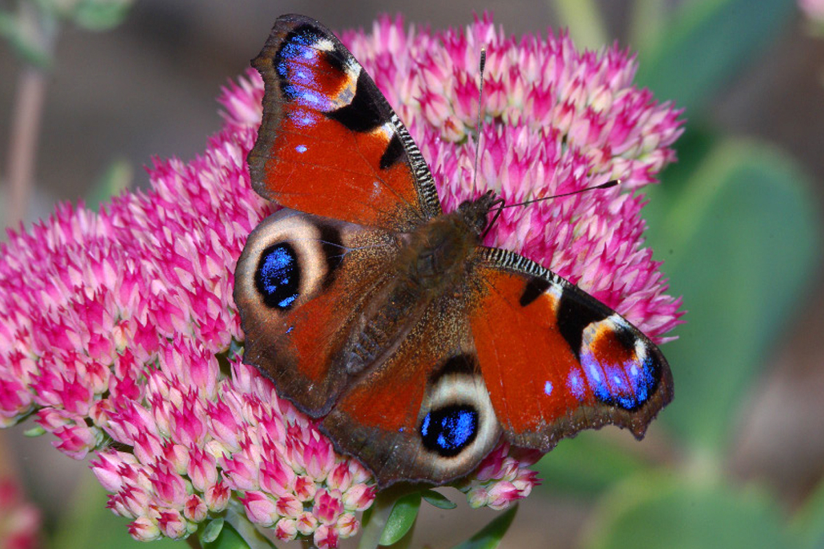 Red Admiral butterfly