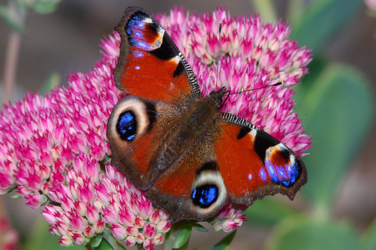 Red Admiral butterfly