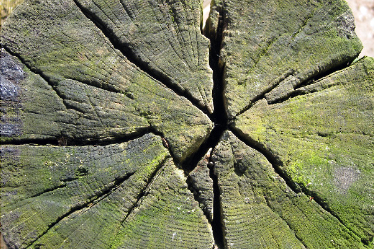 Tree trunk with cracks in it