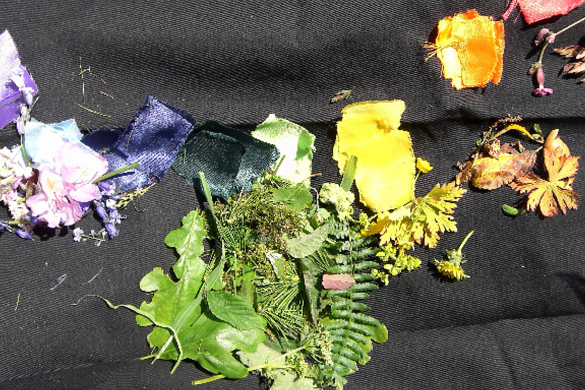 A collection of natural materials arranged by colour