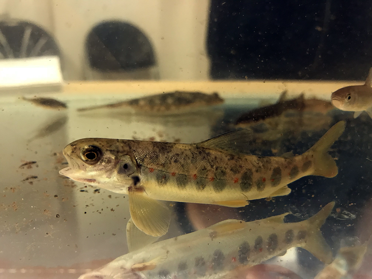 Young Wild Atlantic salmon in tank