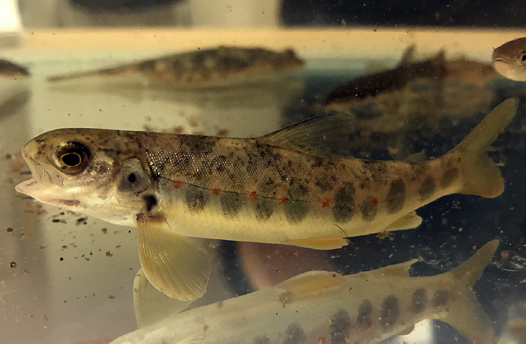 Young Wild Atlantic salmon