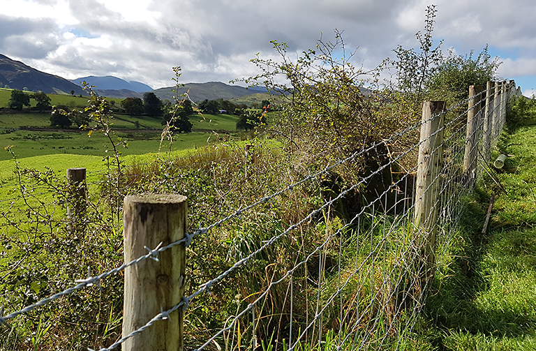 Hedge on Great Mell Fell