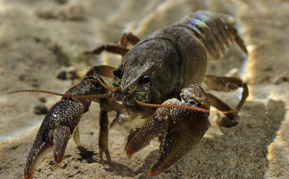 White-clawed crayfish on the river bed