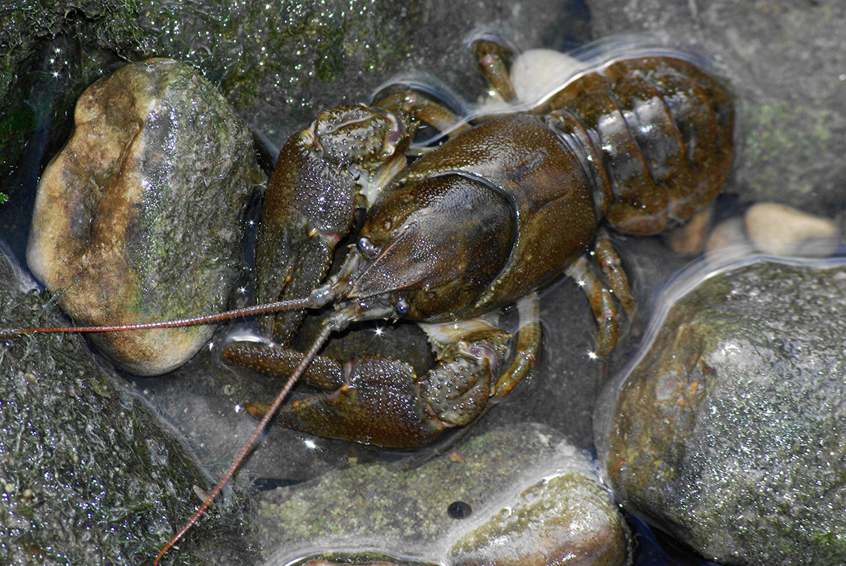 White-Clawed crayfish by John Stock