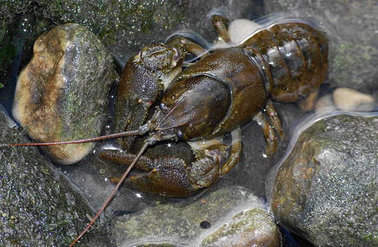 White-clawed crayfish by John Stock