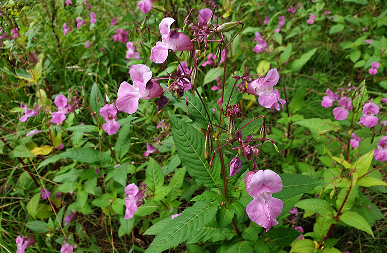 Himalayan balsam flowers