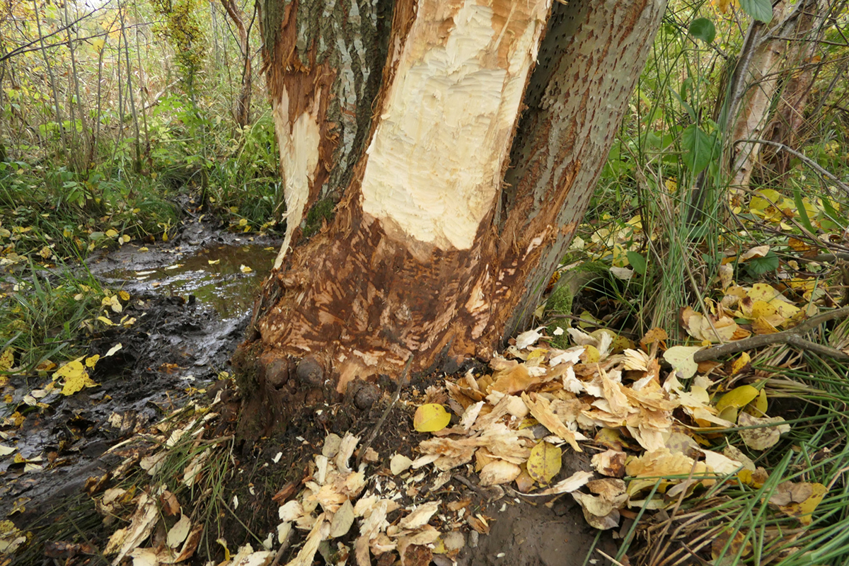 tree bark gnawed by beavers