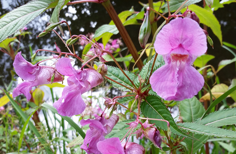 Himalayan balsam flowers