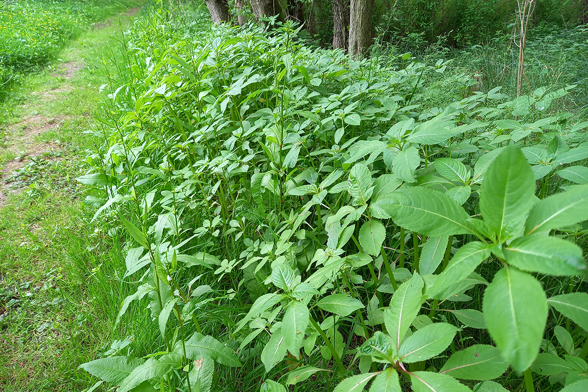 Young Himalayan balsam plants