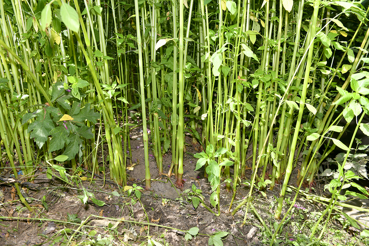 bare earth between Himalayan balsam plants