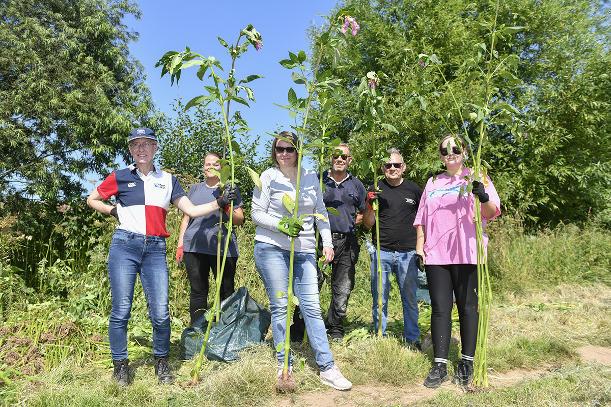 people next to Himalayan balsam plants