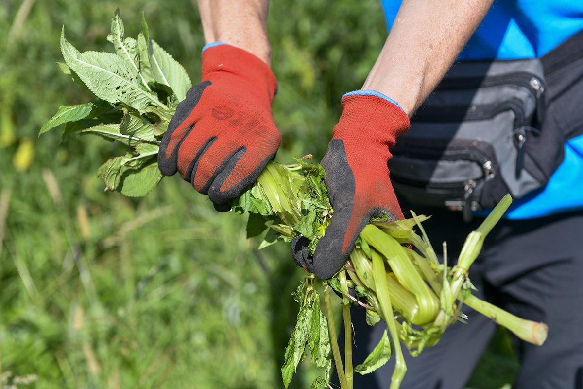 bashing Himalayan balsam using your hands