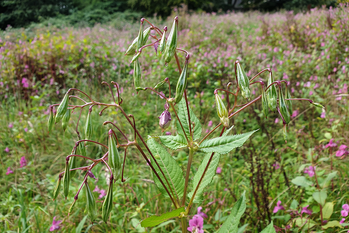 Himalayan balsam seed pods