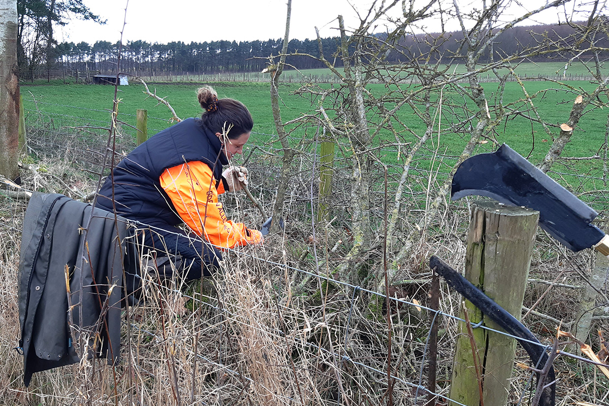 Woman using a billhook to lay a hedge