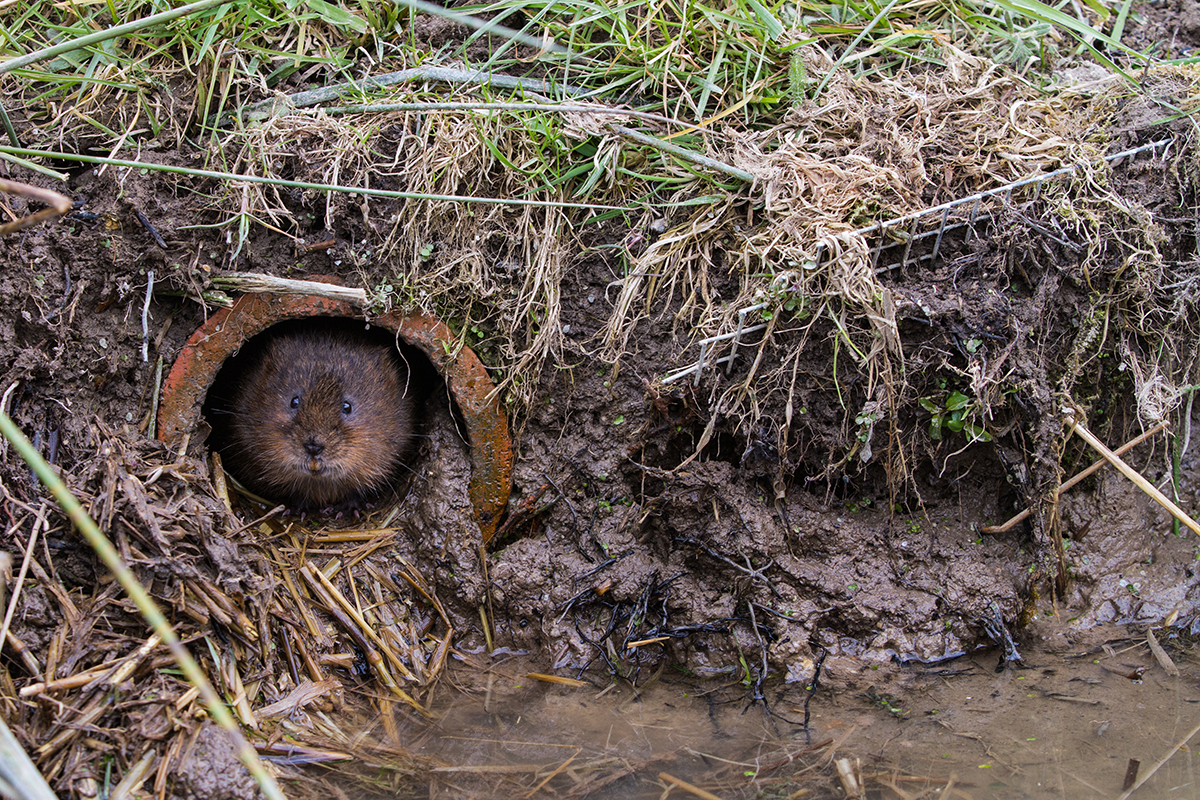 Water vole by a riverbank