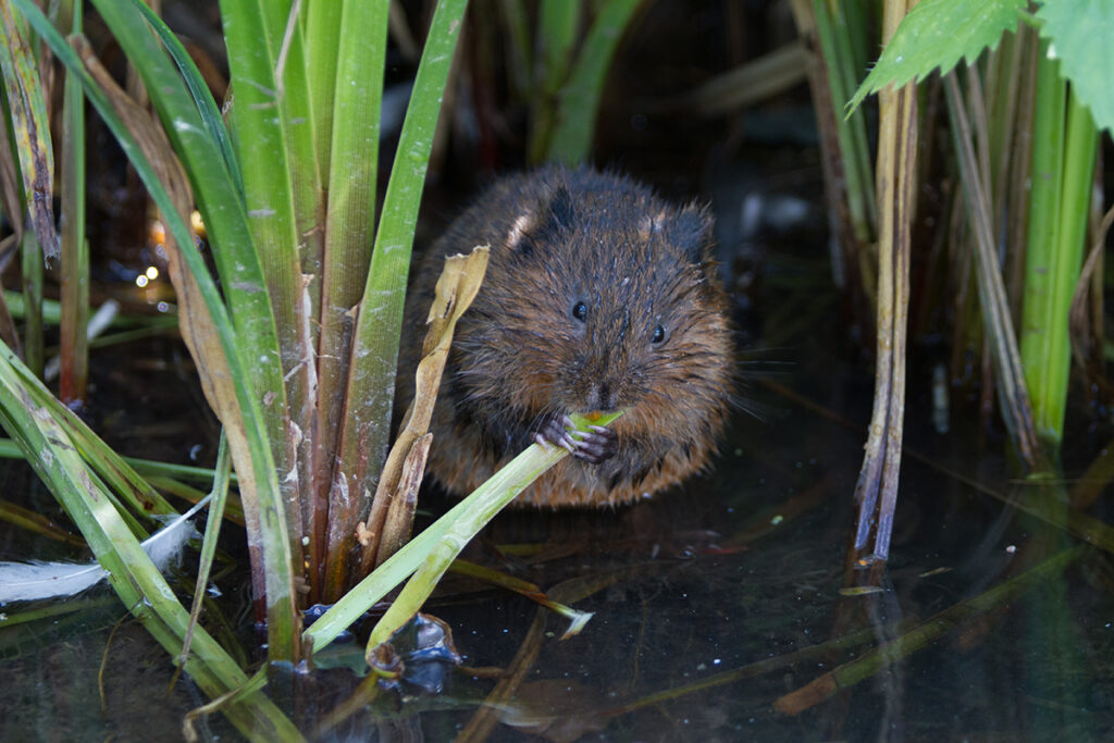 water vole eating leaves