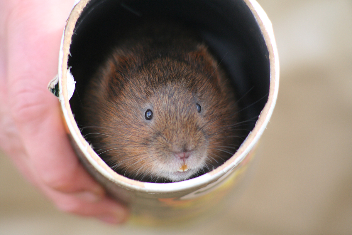 water vole peeping out of a Pringles tube