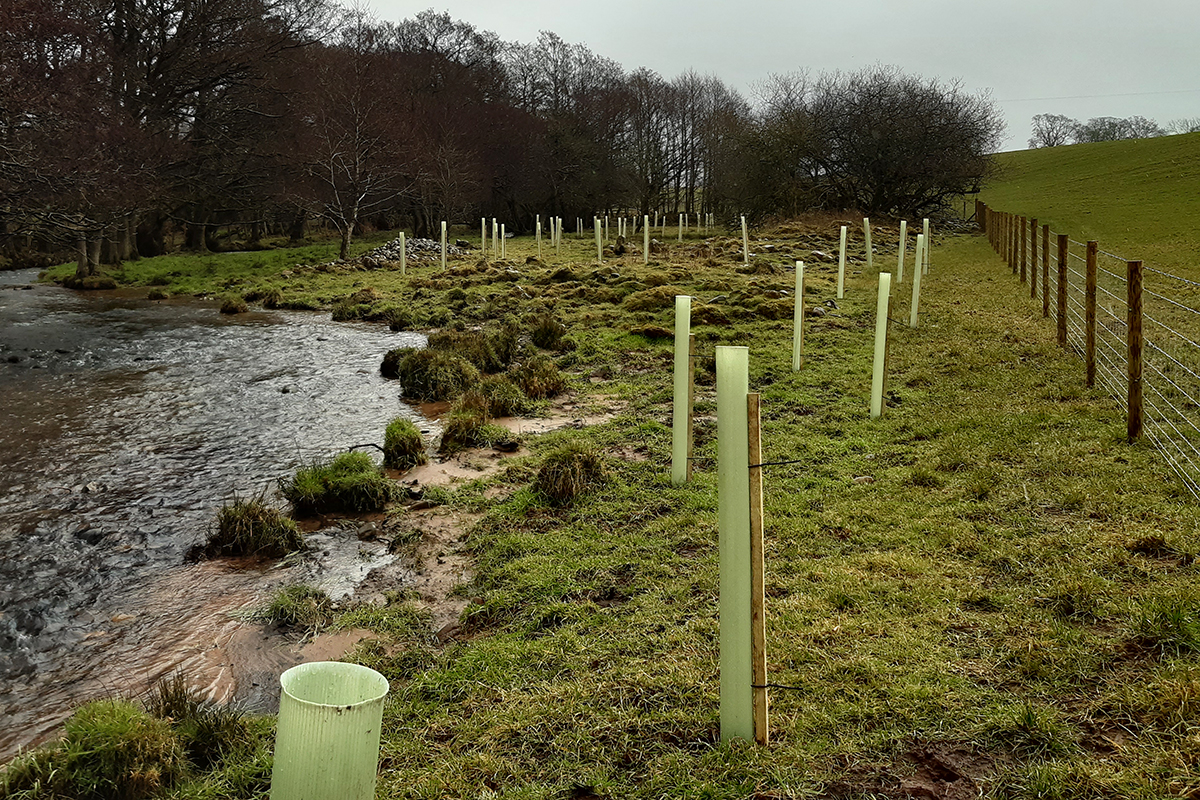 Buffer strip at Carlatton