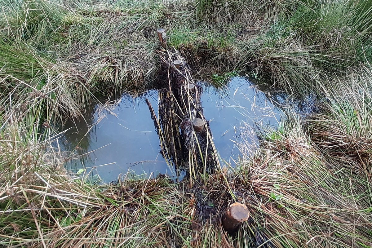 woody debris dam collecting water