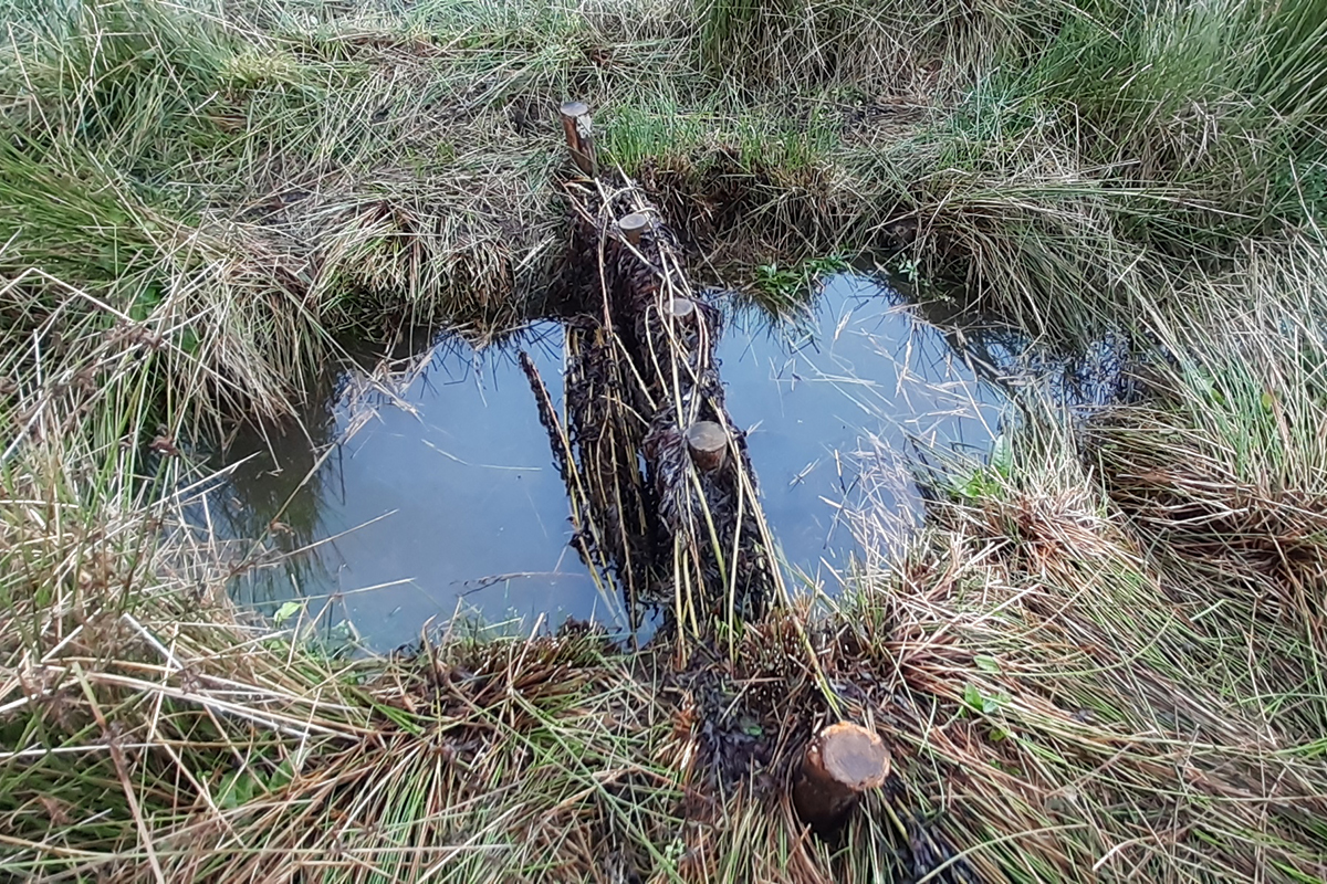 woody debris dam collecting water