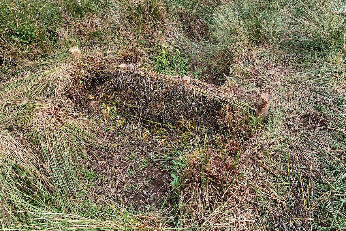 Large woody debris dam