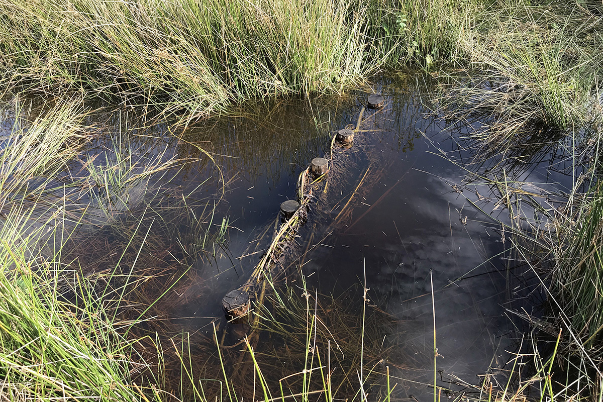 large woody debris dam submerged