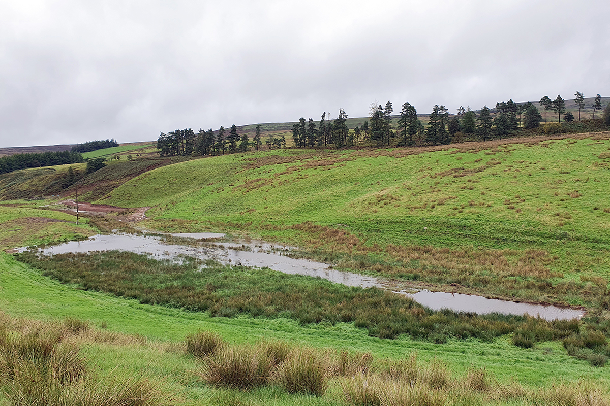 wetland area in valley