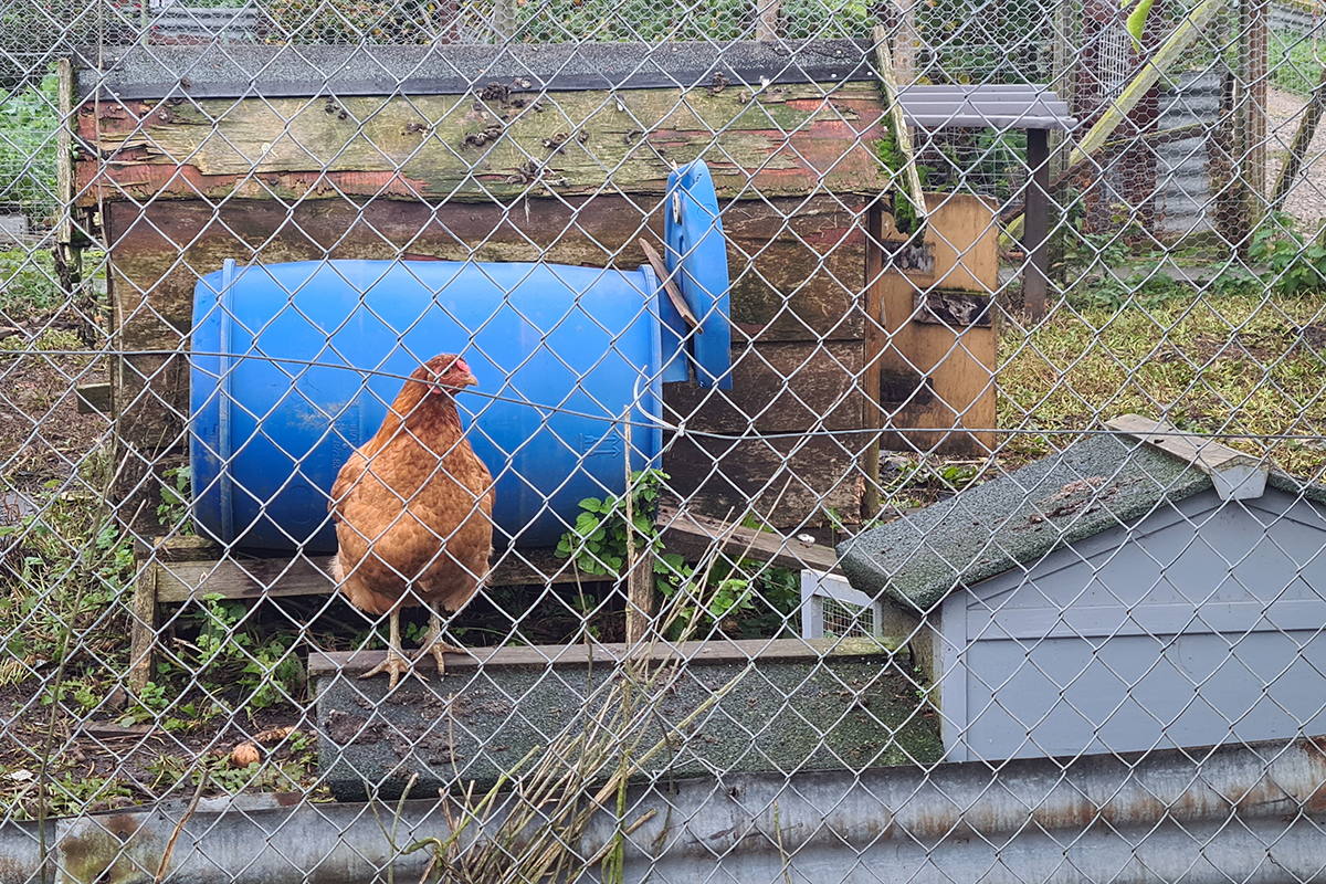 Hen on a coop