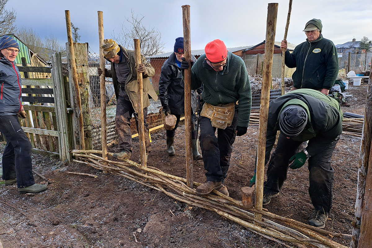 A group of people weaving willow in between wooden uprights.