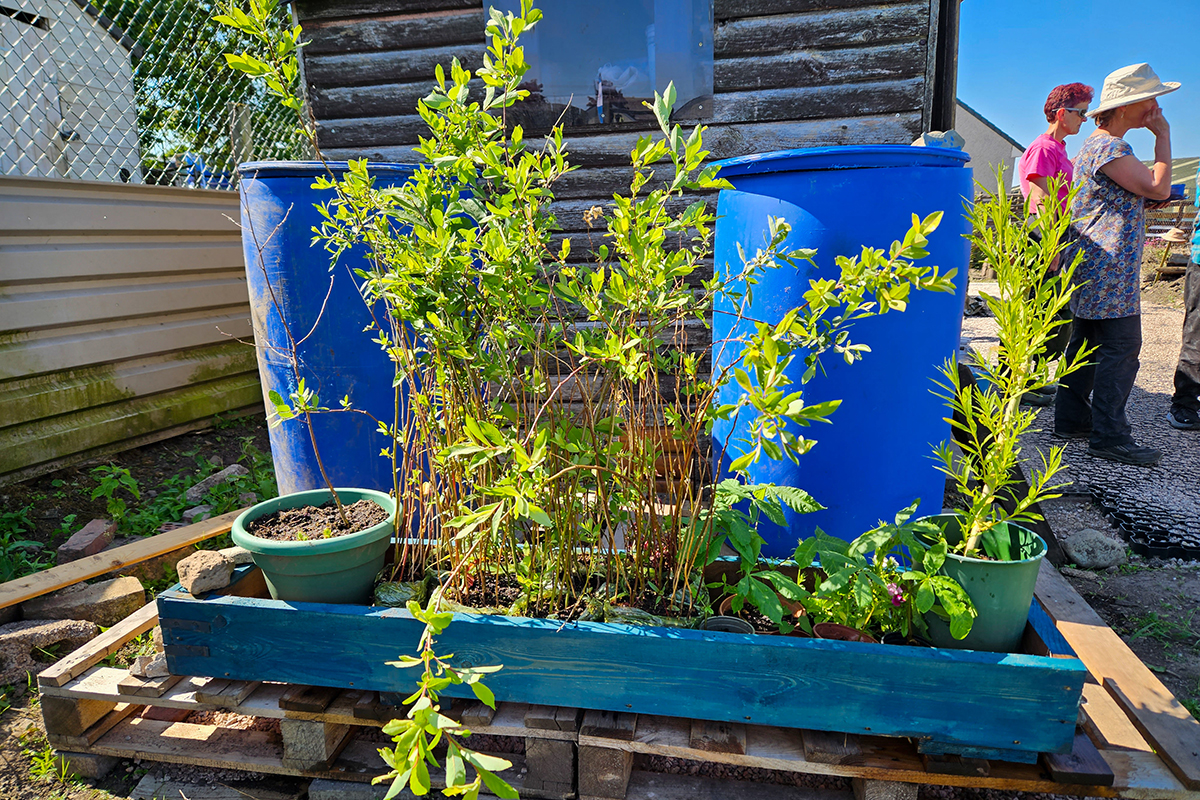 Two blue water butts with a bed of tall plants in front of them.