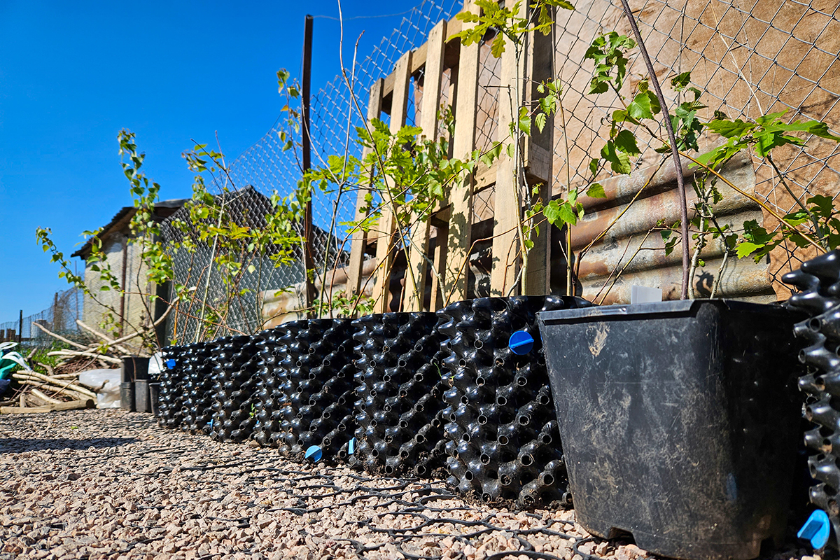 A row of black pots containing trees with leaves growing on them.