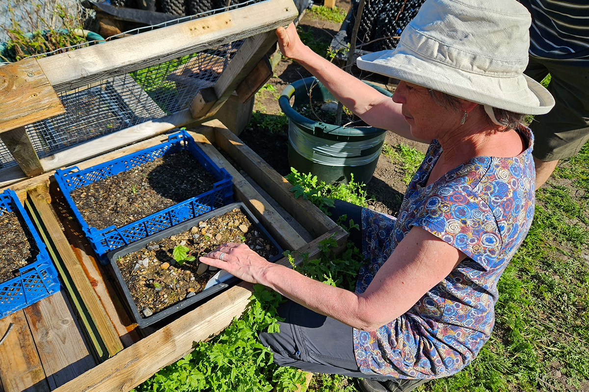 woman pointing at a seedling in a tray under a wire frame.