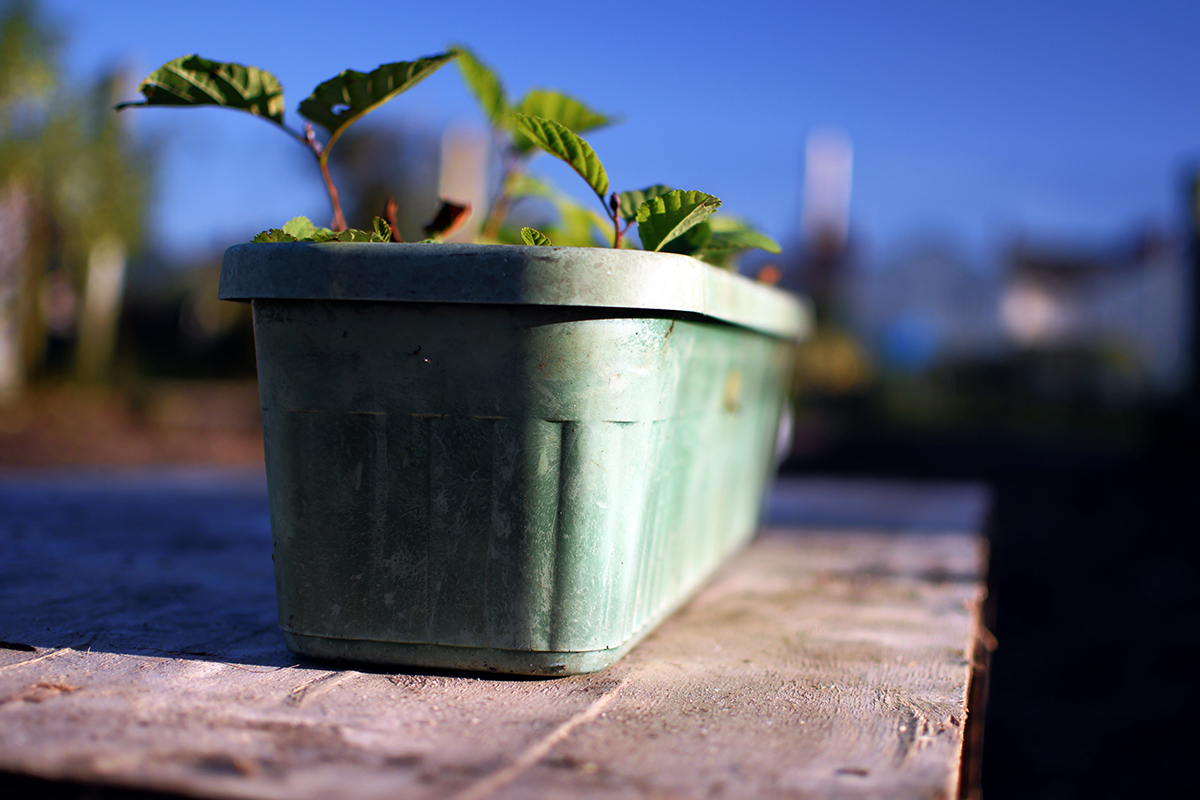 plant pot with plants growing