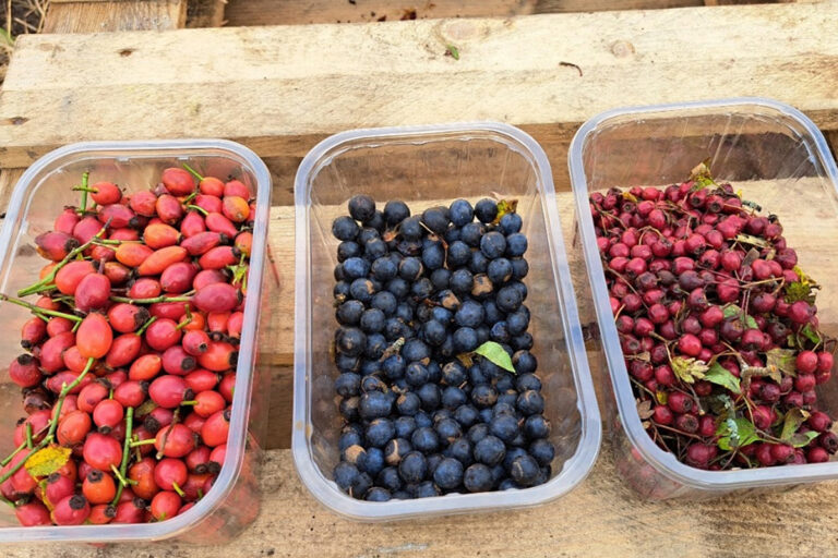 Three plastic tubs containing red and black berries