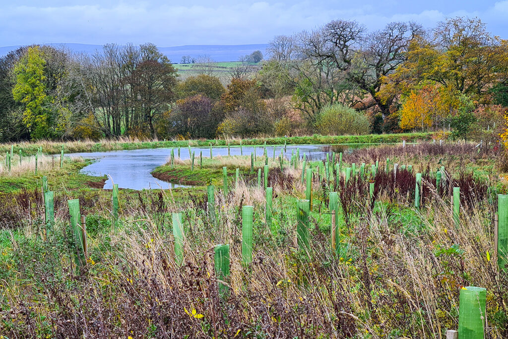 tree tubes in a wetland