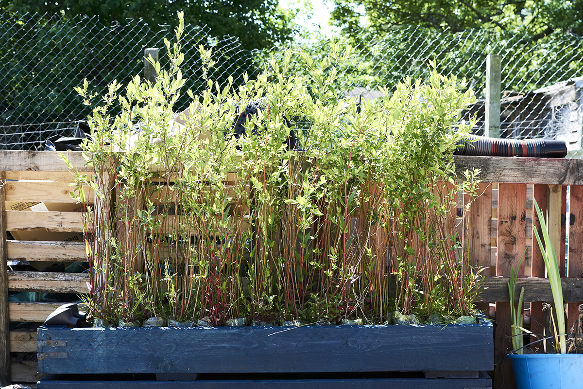 Row of saplings with green leaves growing.